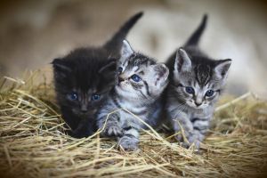 kittens-3535404_1920