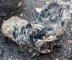 Odpady z kanalziacji