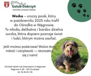 plakat z pieskiem do adopcji