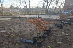 nasadzenie roślin droga na zamek