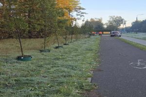 nasadzenie drzew ulica Lipnowska