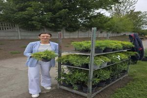 nowe nasadzenia Piaskowa Przystań