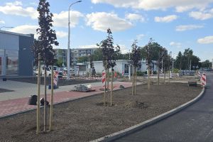 nasadzenia drzew ulica Konponickiej