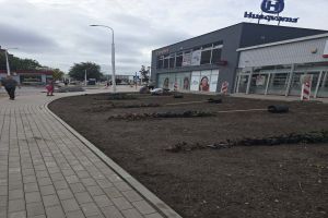 nasadzenia drzew ulica Konponickiej