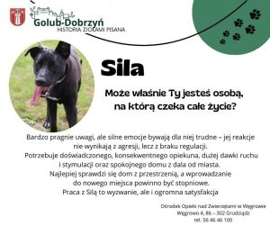 plakat z informacją o piesku Sila