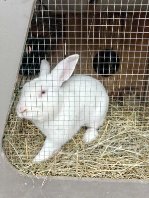 Finałowa wycieczka młodzieży do Osady Karbówko