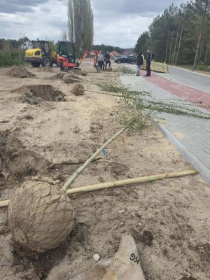 nasadzenia nowych drzew
