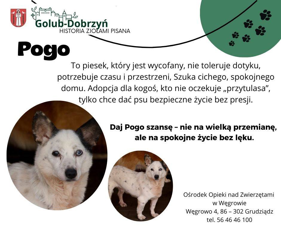 Informacja o adopcji psów wyłapanych z terenu Miasta Golubia-Dobrzynia