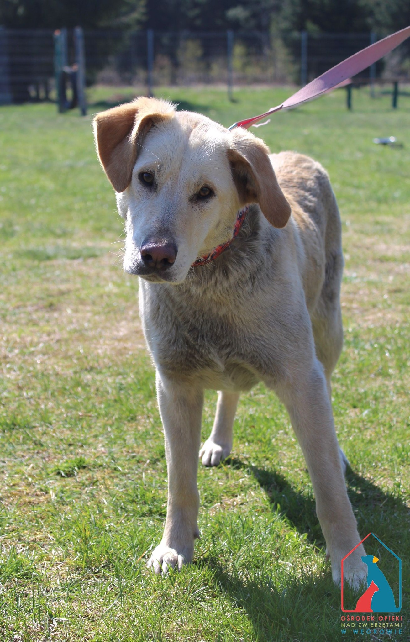 SZUKAMY WŁAŚCICIELA! Miasto: Golub-Dobrzyń. Adres: ul. Szkolna. Jeśli jesteś właścicielem lub rozpoznajesz psa — daj znać!Czekamy na kontakt:  tel.: 56 46 46 100 schronisko.wegrowo@gmail.co
